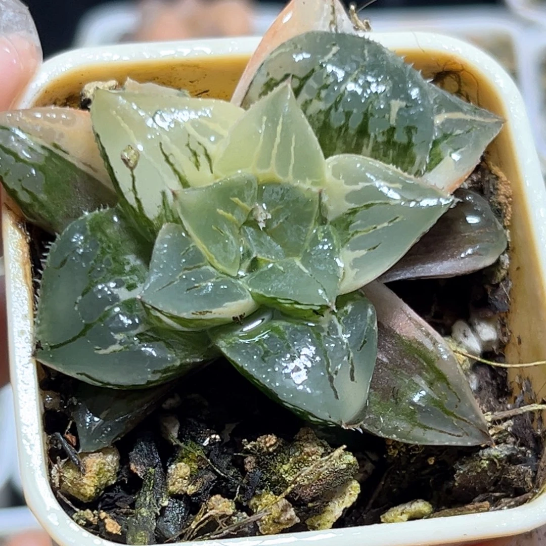 恭喜发财大吉大利4706