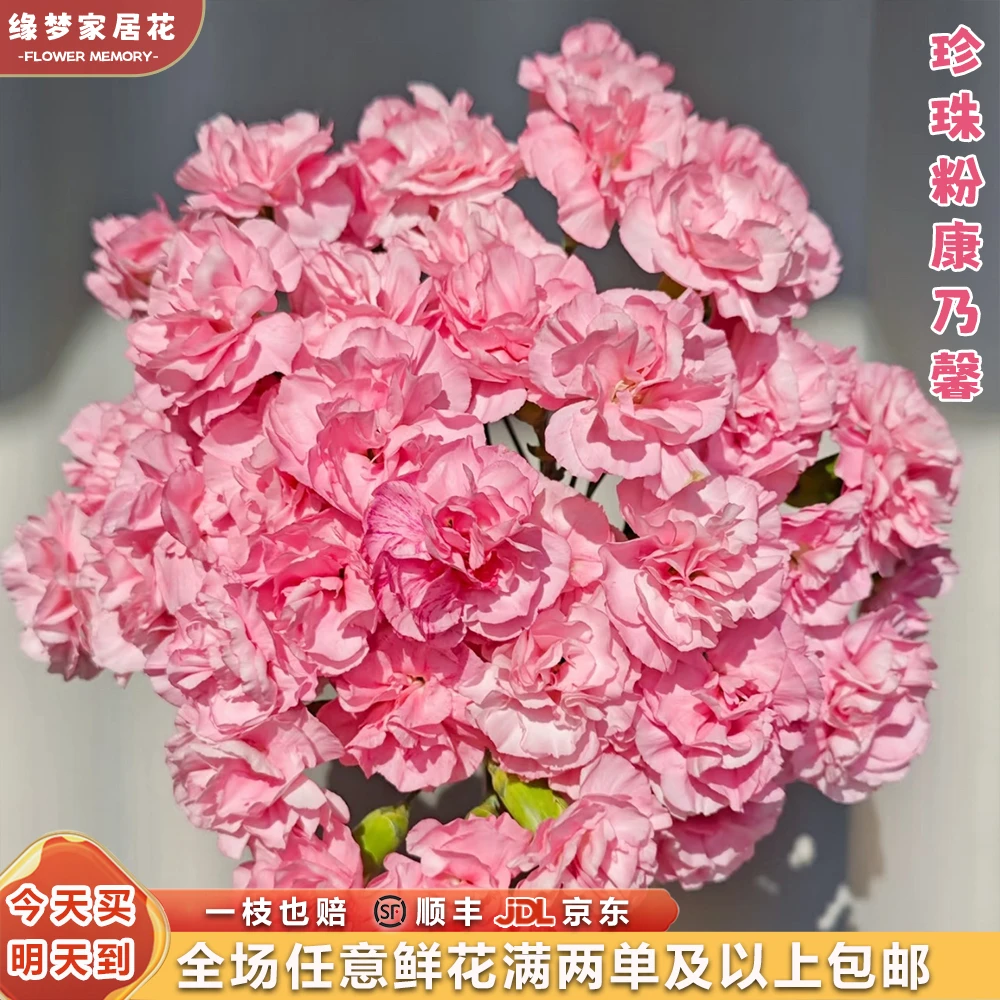 特价『小仙女喜欢的多头珍珠粉康乃馨10枝』家居花 全场任意两单鲜花顺丰京东包邮 三单鲜花送玻璃花瓶 次日达