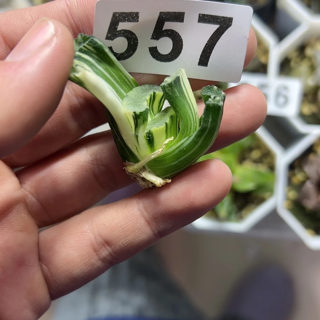 猛犸实生锦十二卷多肉植物