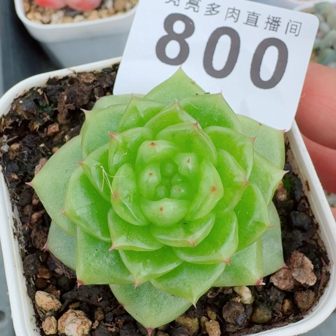 玉芷珍妮            精美多肉植物
