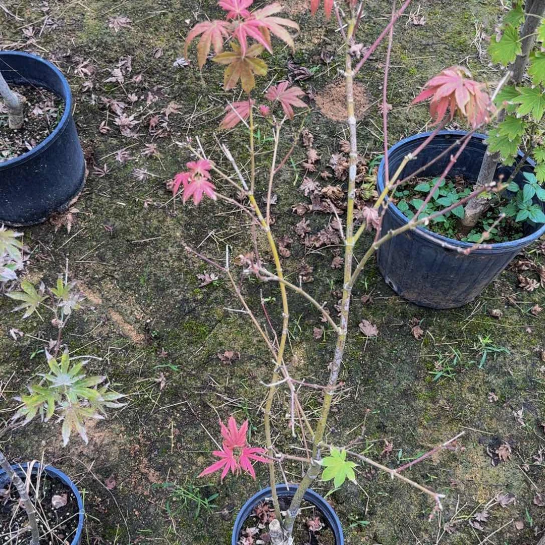 无花朵各种各样的品种分