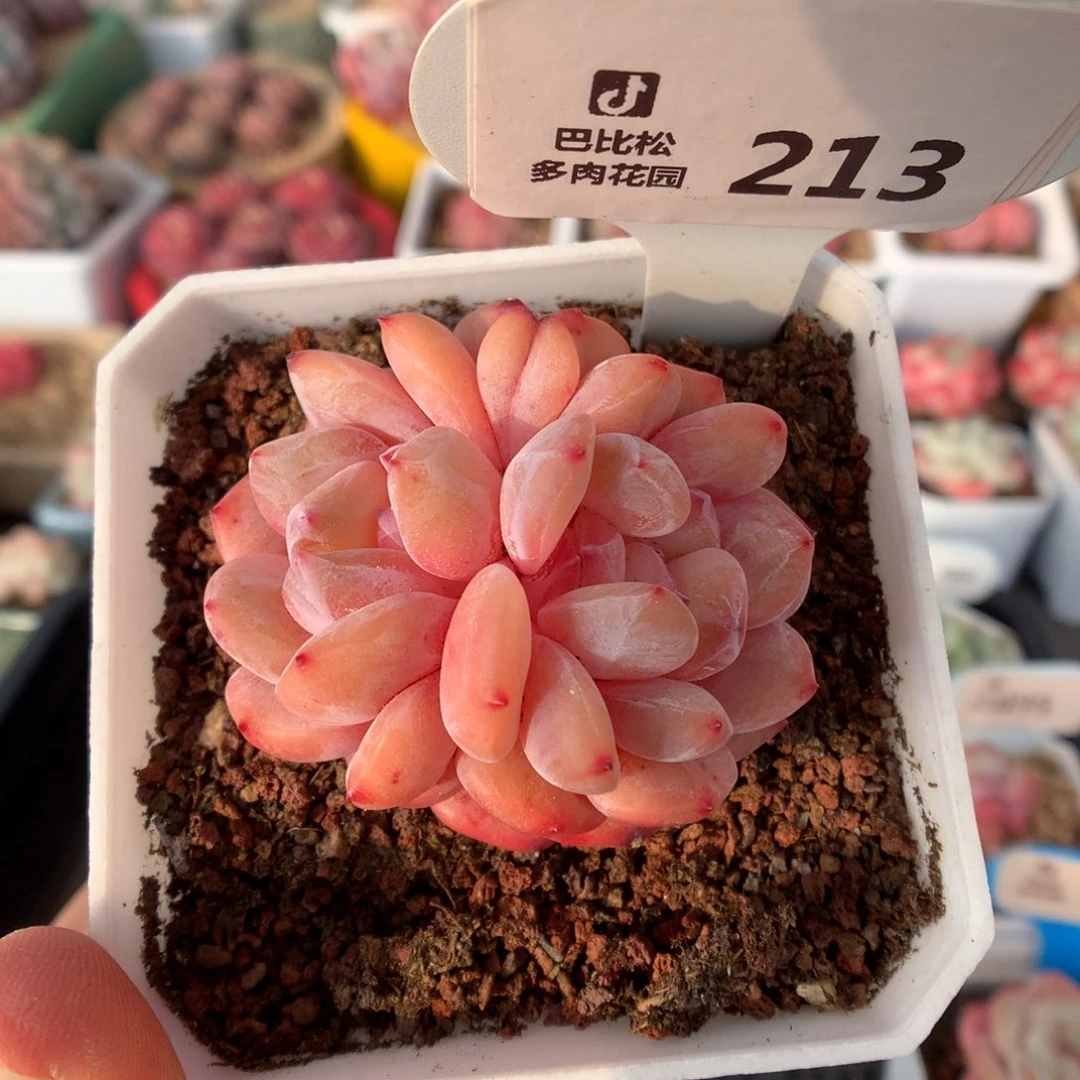 213星影朵朵小缀多肉植物福利