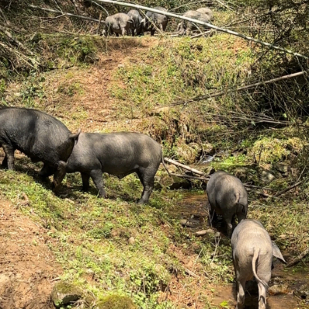 黑猪肉 农村散养黑土猪肉（黑毛猪腊肉3斤装）