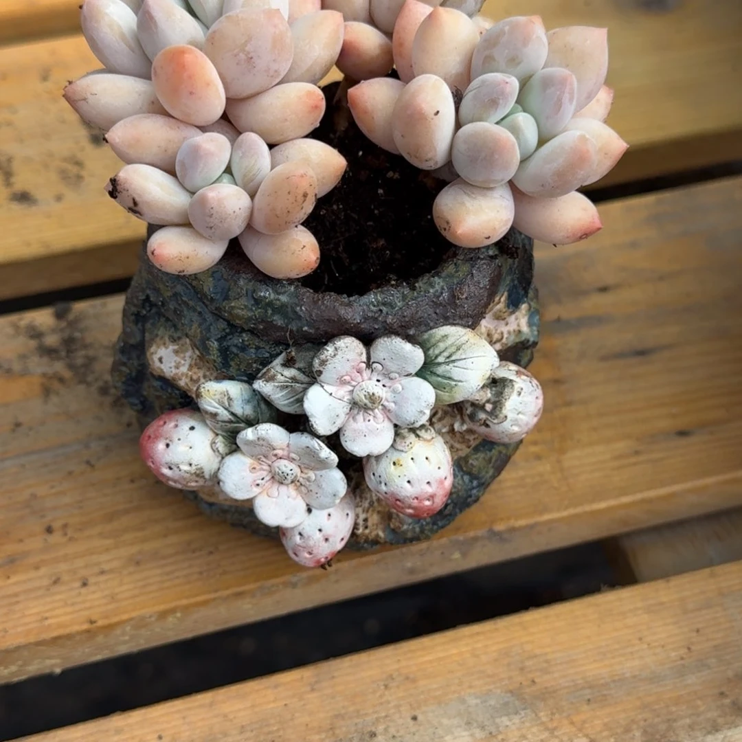 邵*香锁多肉植物一物一拍