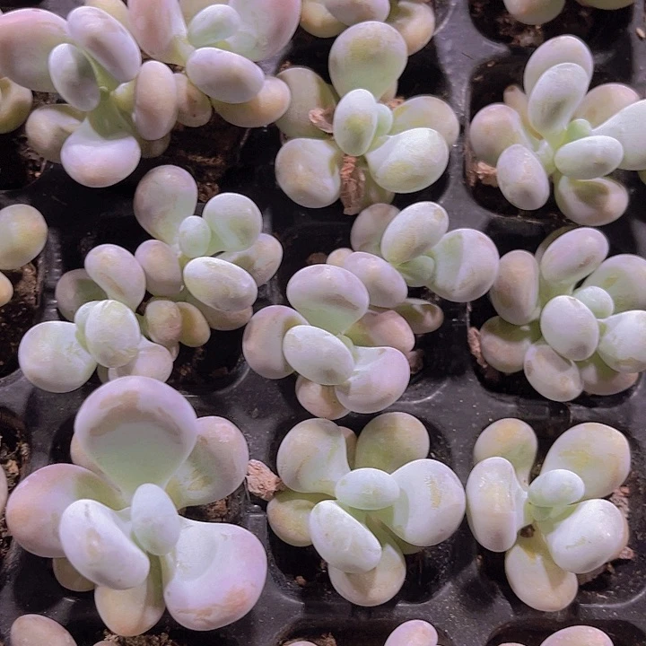 精品大叶奶多肉植物