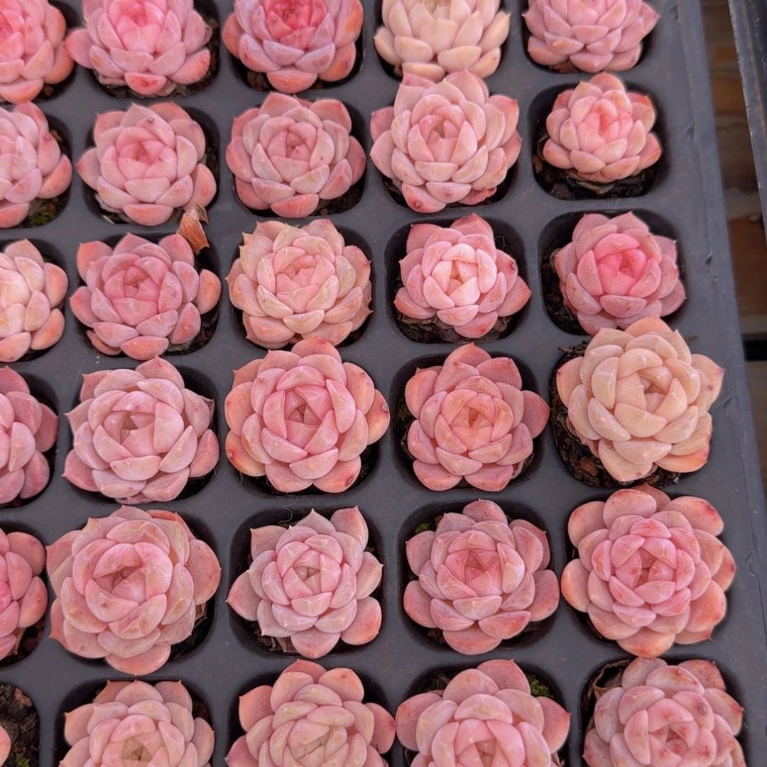 纯爱单头一颗脱土发货