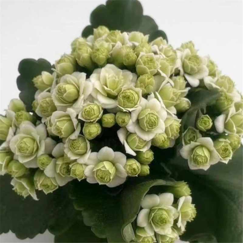 处理【绿巴黎有断支】110#盆重瓣大花长寿带花苞