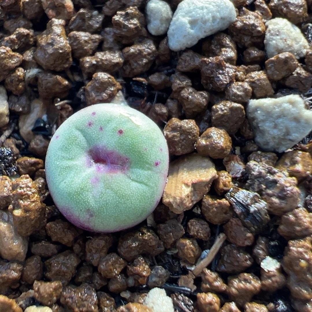 210多肉植物百科植物