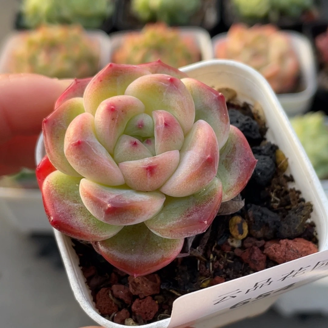 654号糖心冰心珍妮