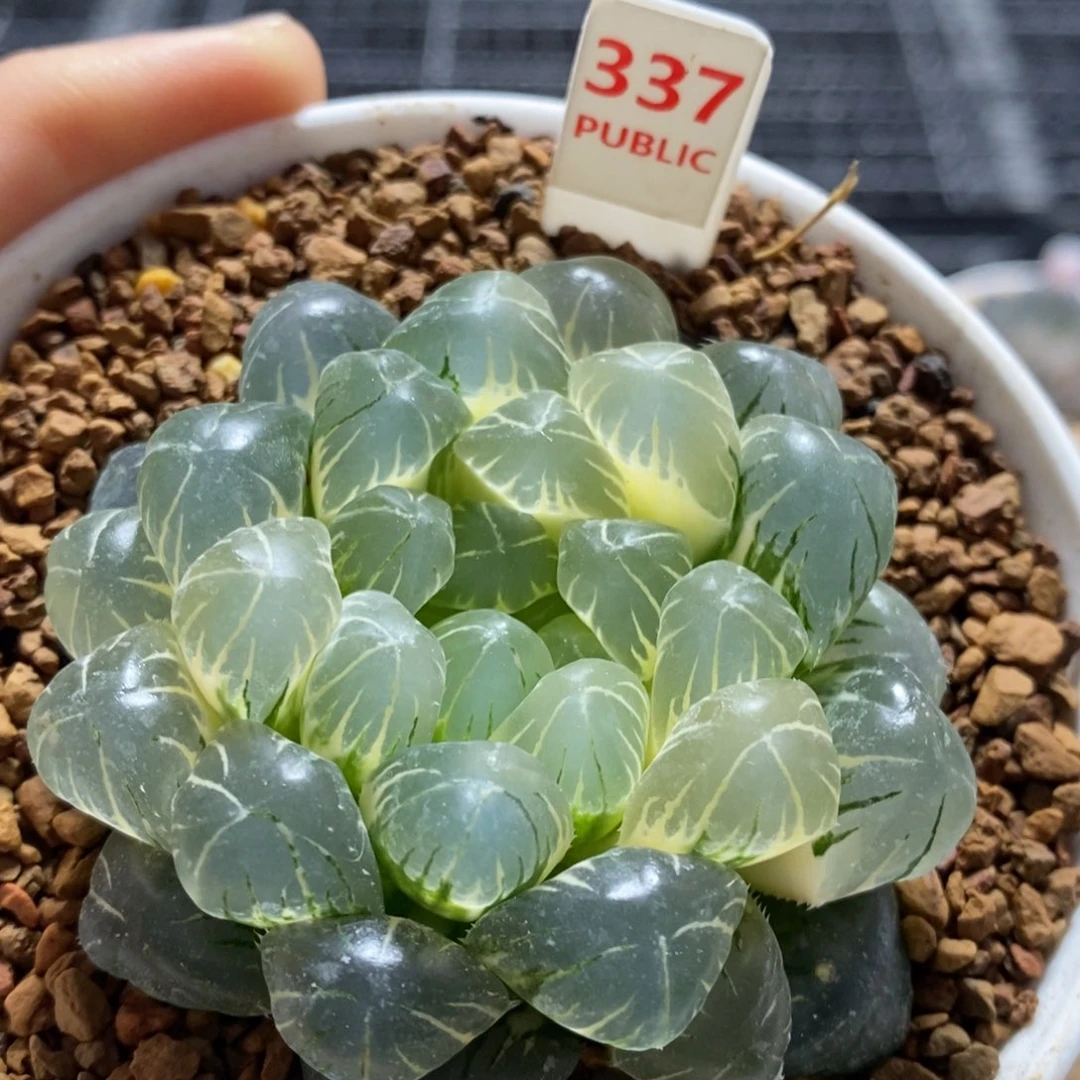 337号糊斑湖水玉露锦