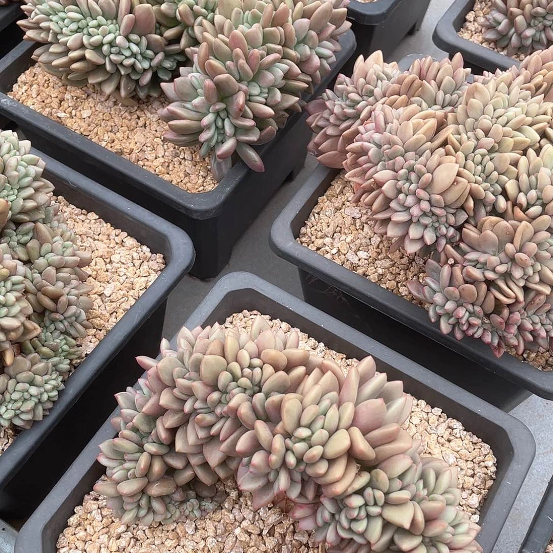 桃花源缀化17厘米可挑