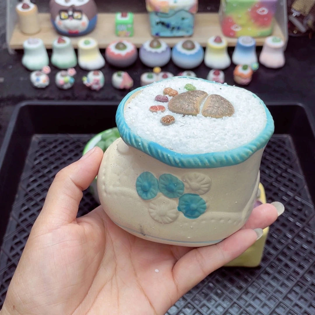 w2893 带盆土发货一物一拍