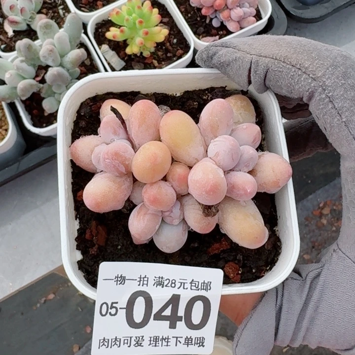 绿***车汤圆多肉无盆土发货多