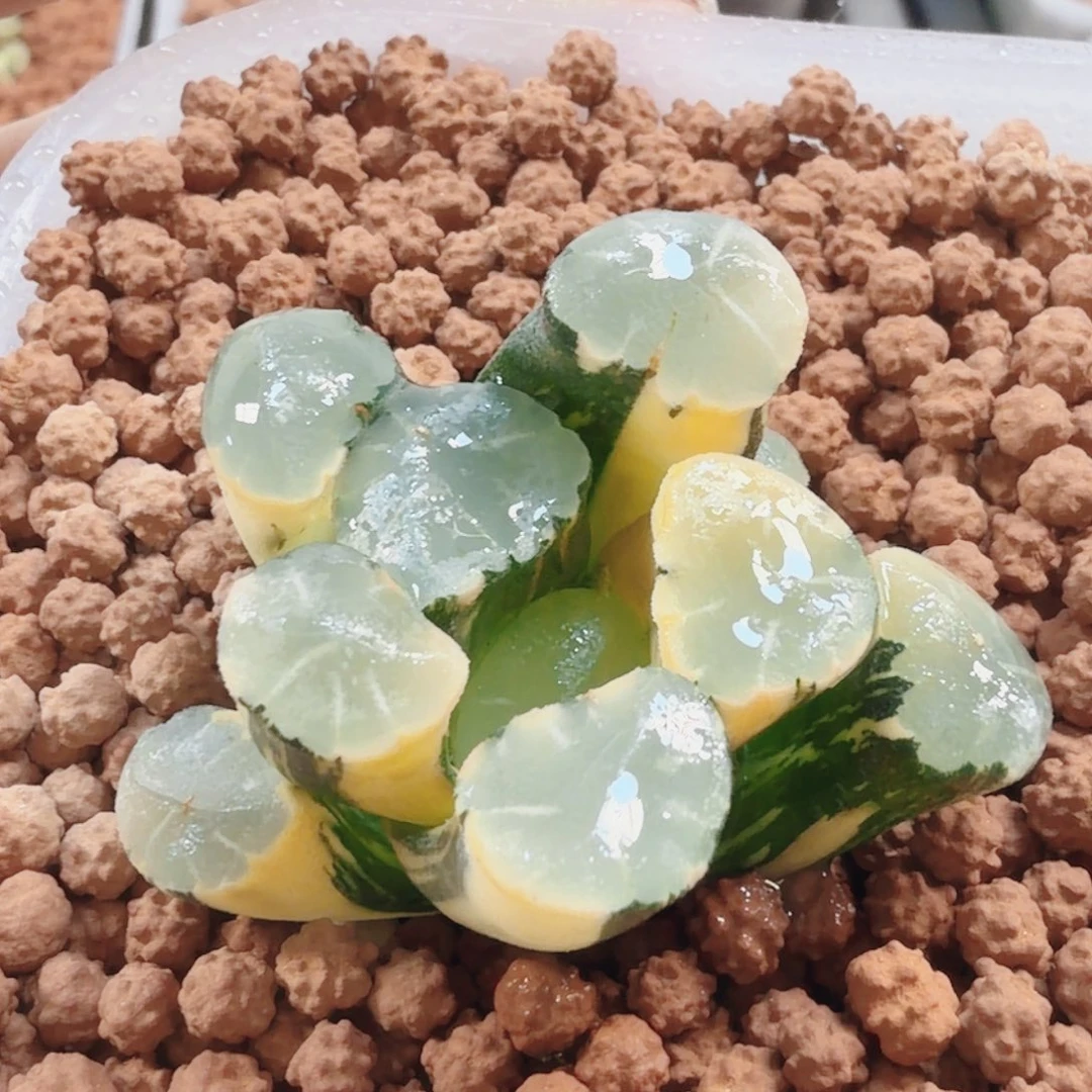 十二卷蜃气楼万象锦