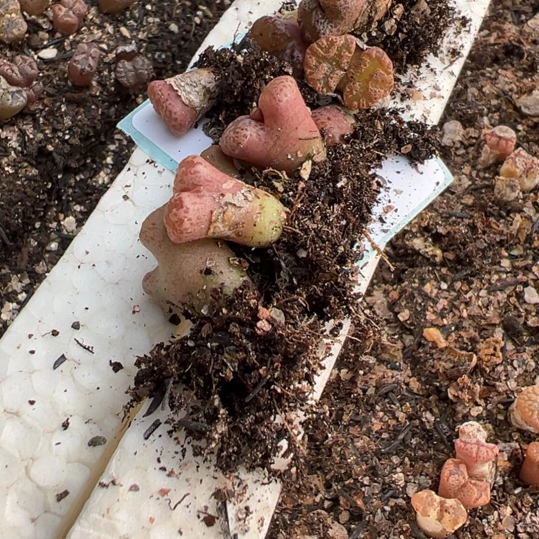 22-06勋章多肉植物