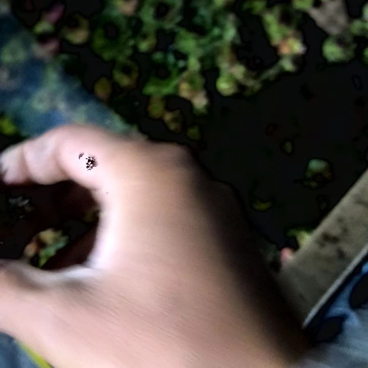 满9元包邮，观音莲多头