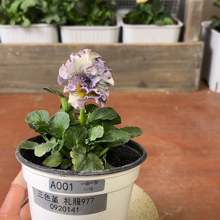 红陶我家的花花真好看001