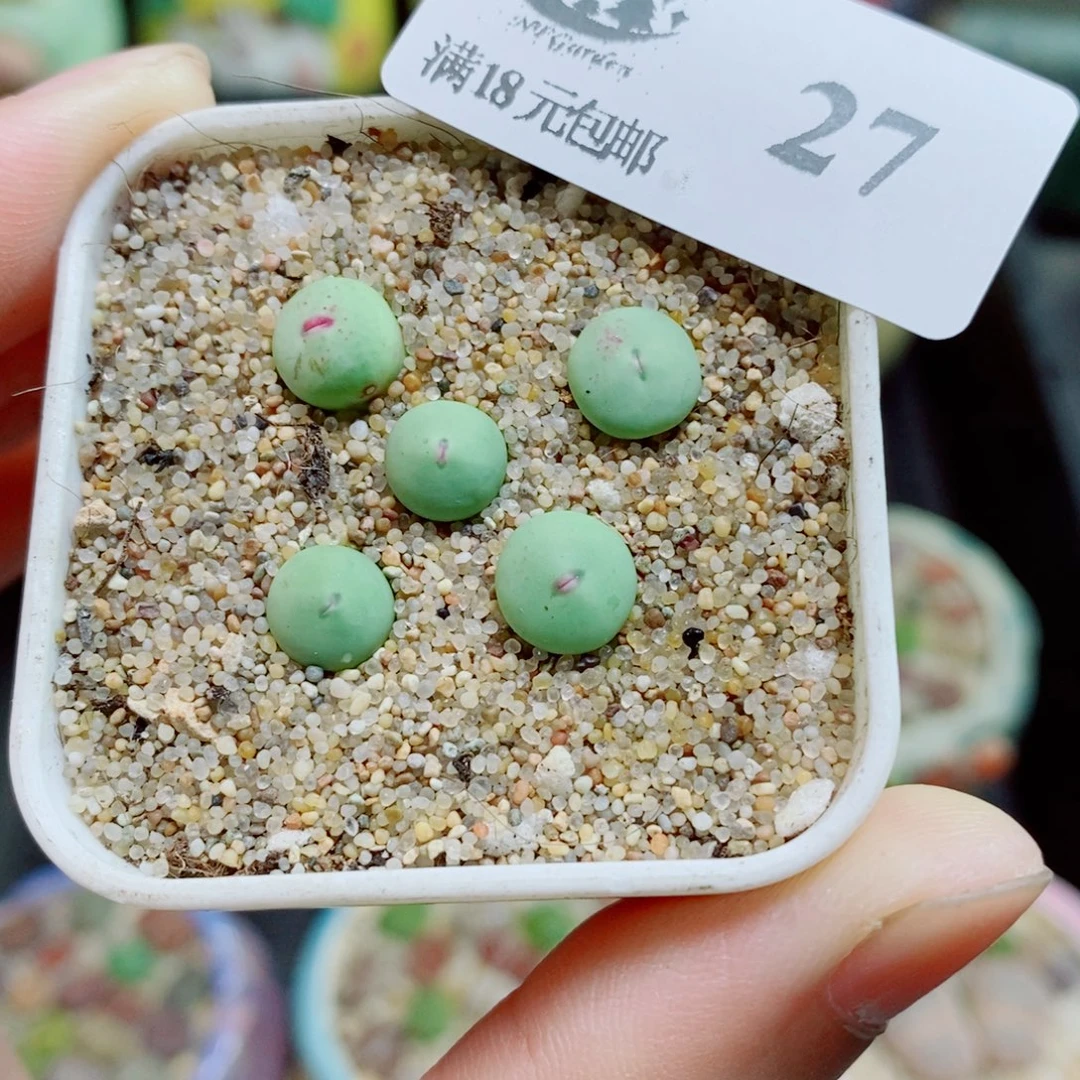 生石花花花花花花27