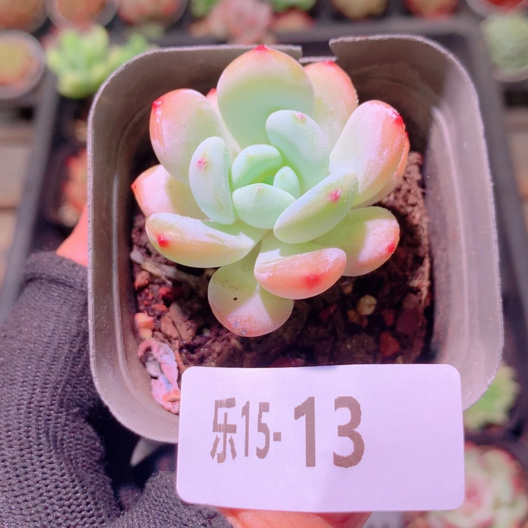 乐然15-13 小肥莲