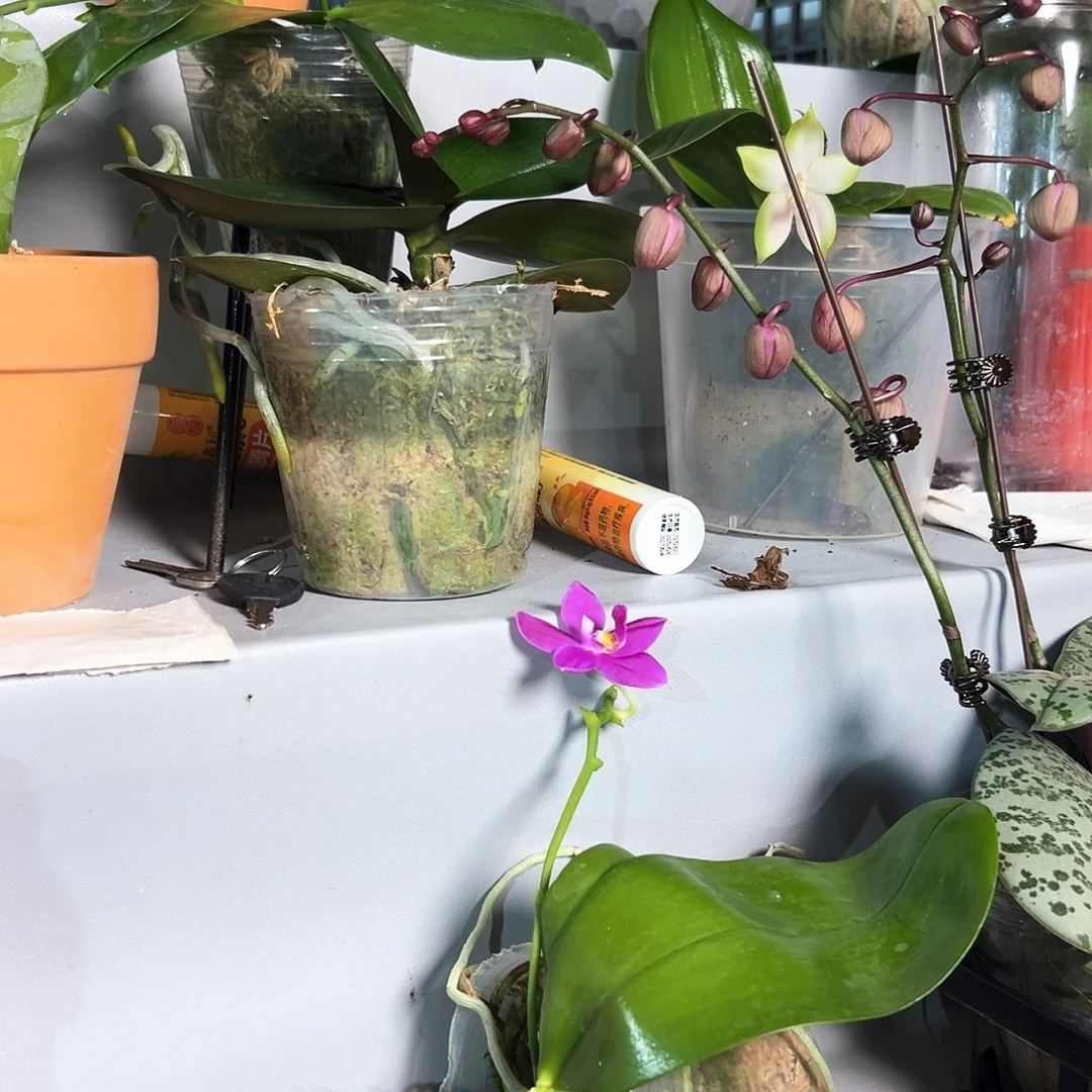 茗***媛不开花植物蝴蝶兰