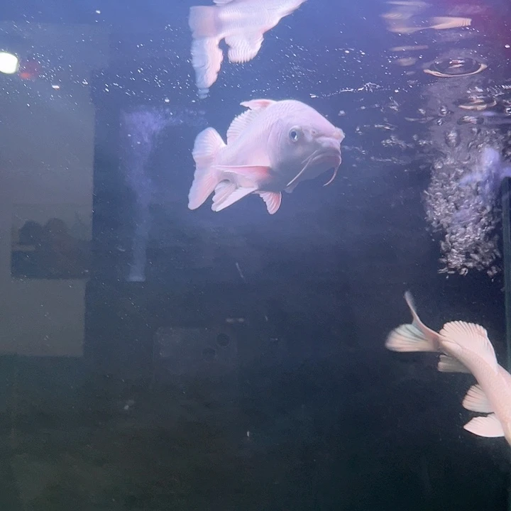 蝴蝶鲤鱼?****?哈哈哈哈哈哈哈哈