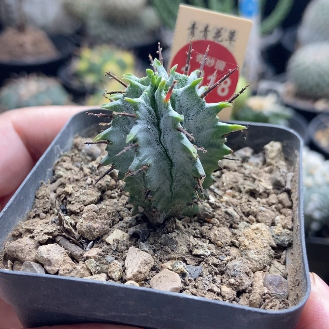实生白衣魁伟玉一颗