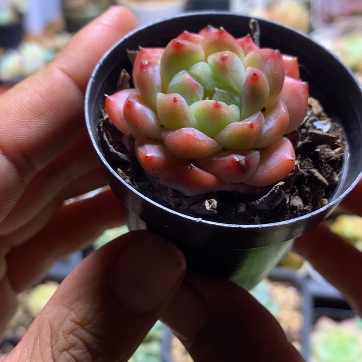 精控冰魄一物一拍