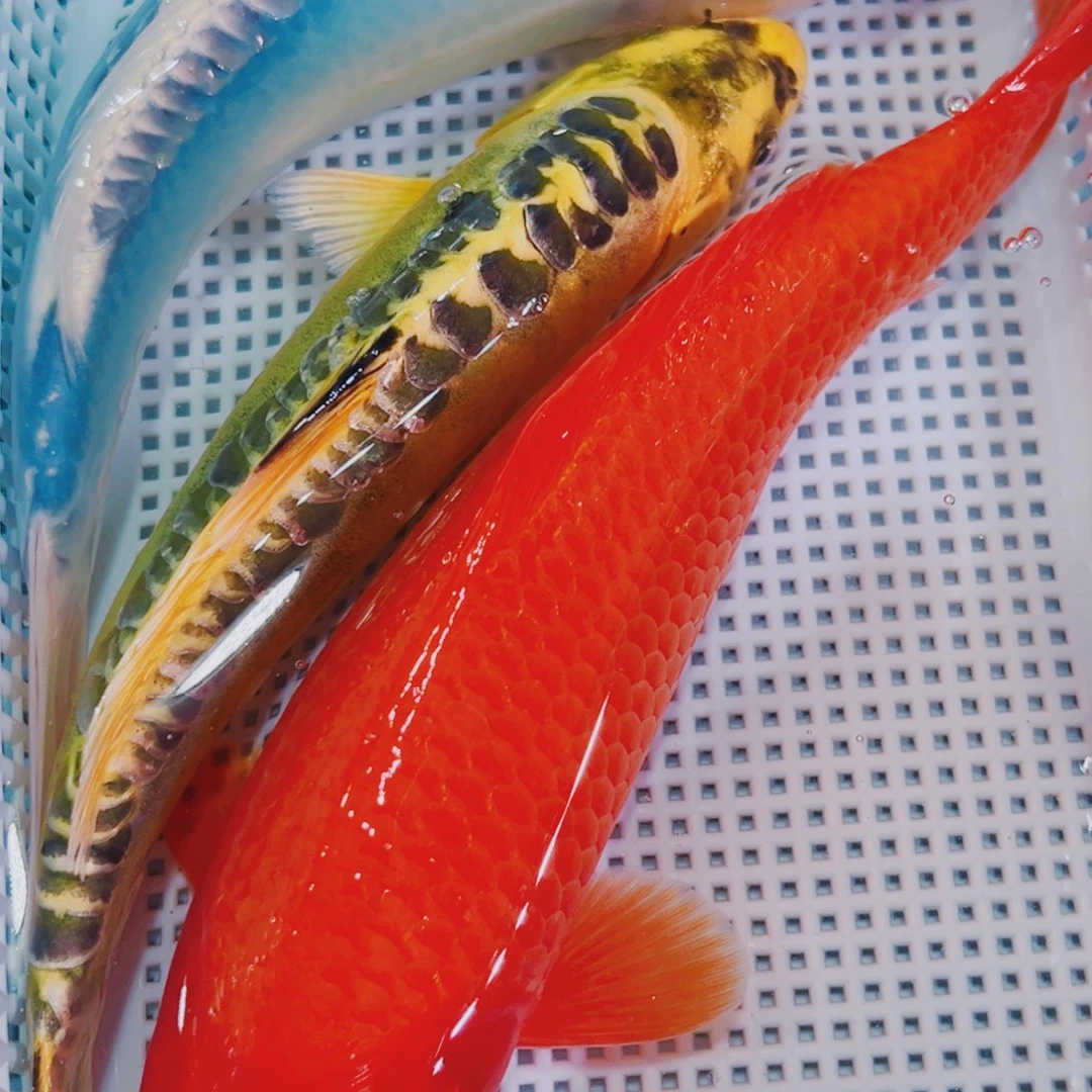 锦鲤锦鲤冷水观赏