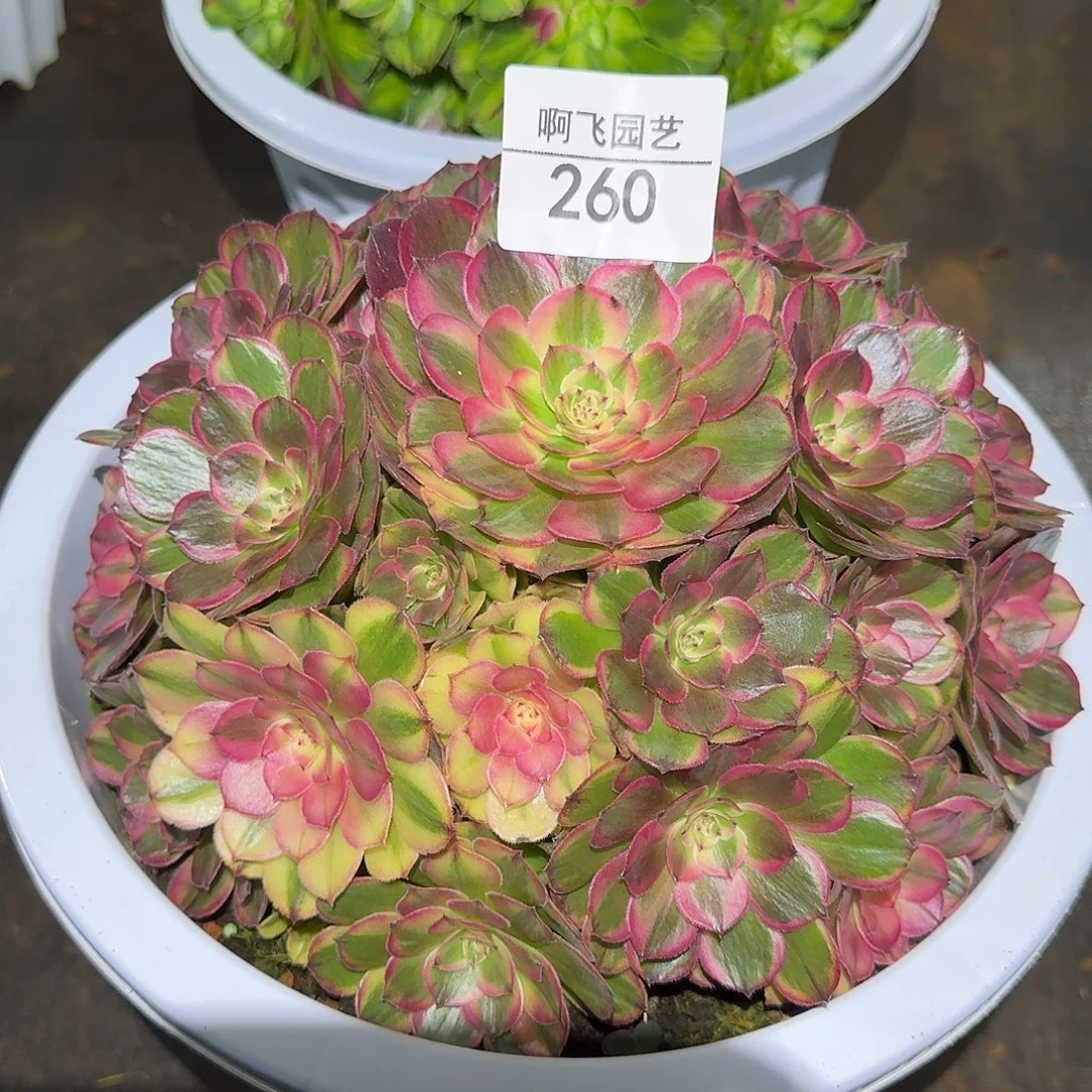 260多肉 海神法师福利