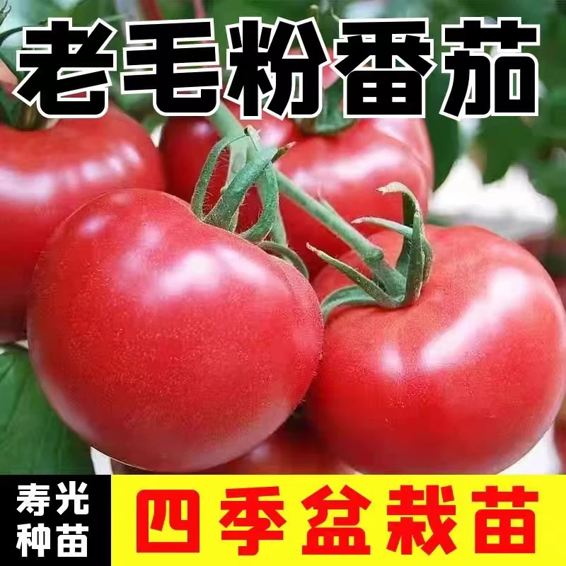寿光基地直发沙瓤毛粉番茄苗草莓水果番茄圣女果水果番茄苗包邮