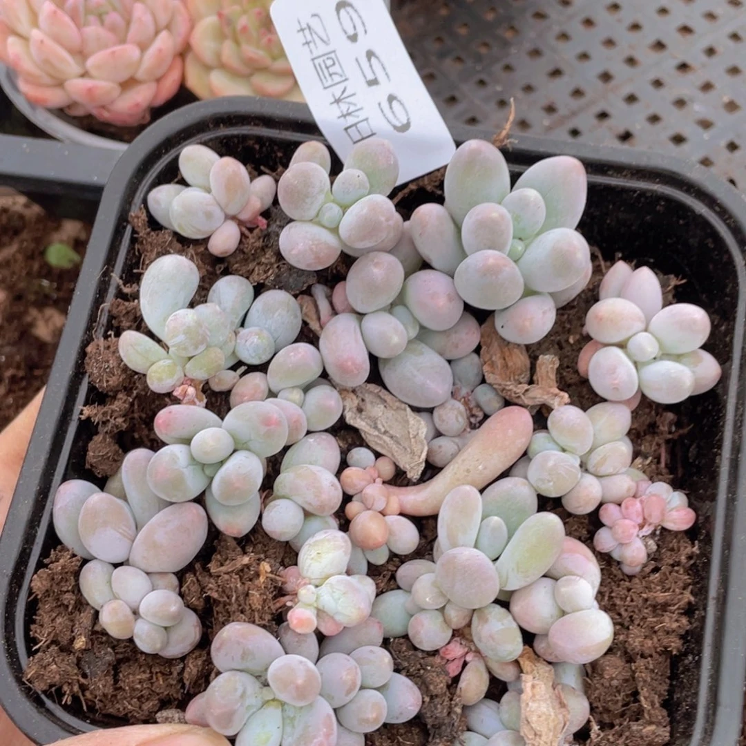 多肉植物多肉植物659