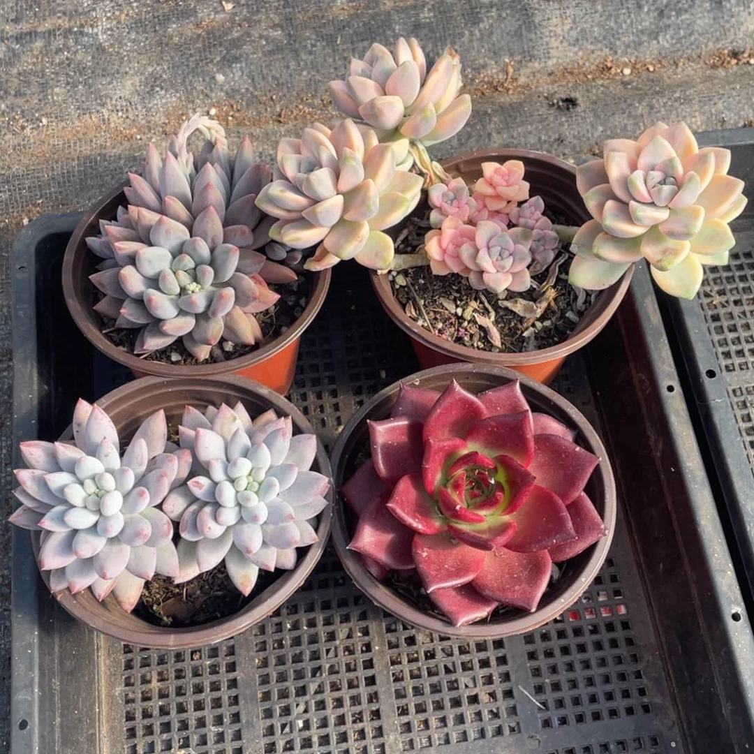 一物一拍 四棵一组