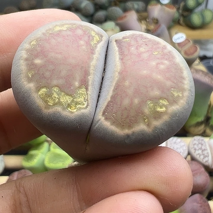 4849金铂菊福利清