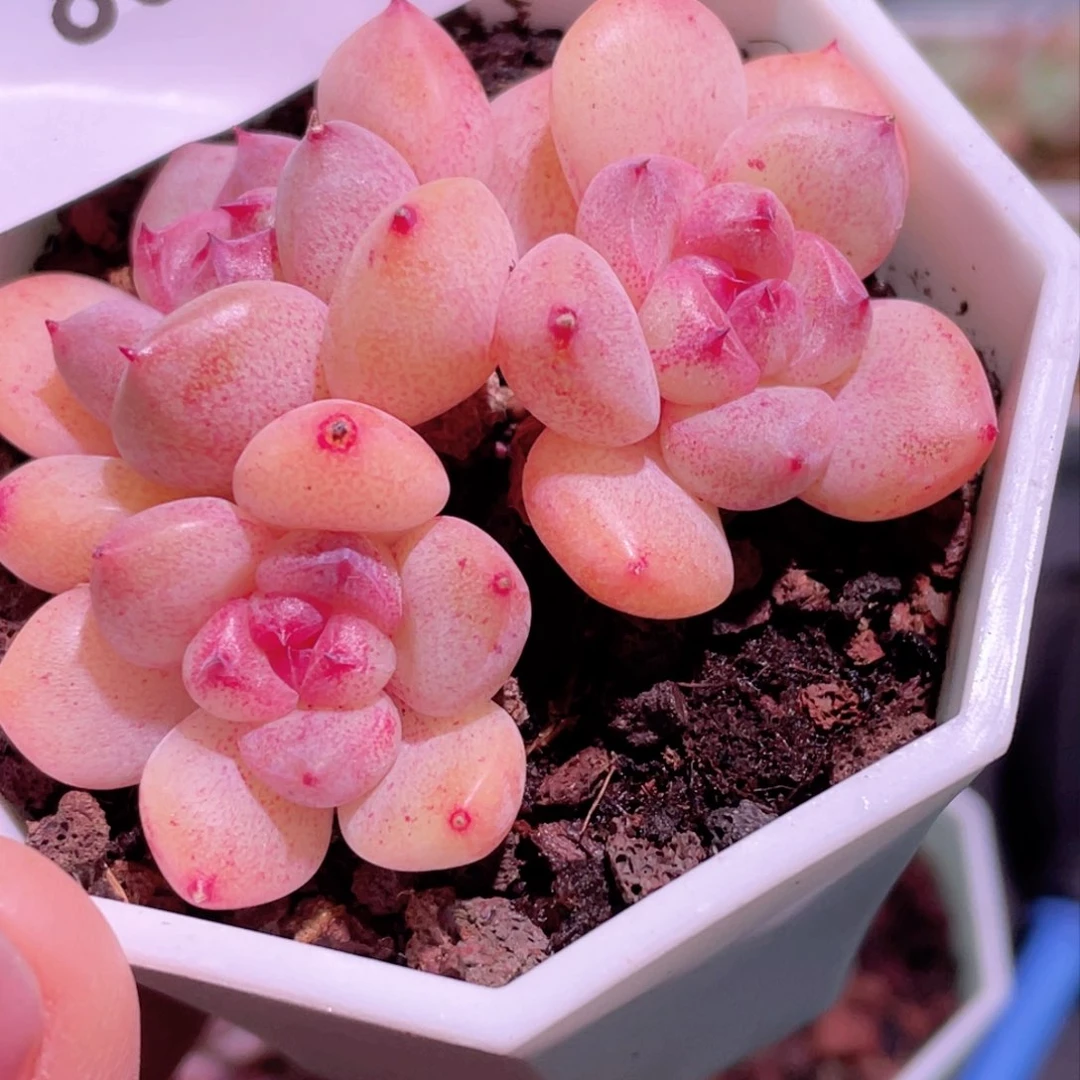 865号糖心冰心珍妮