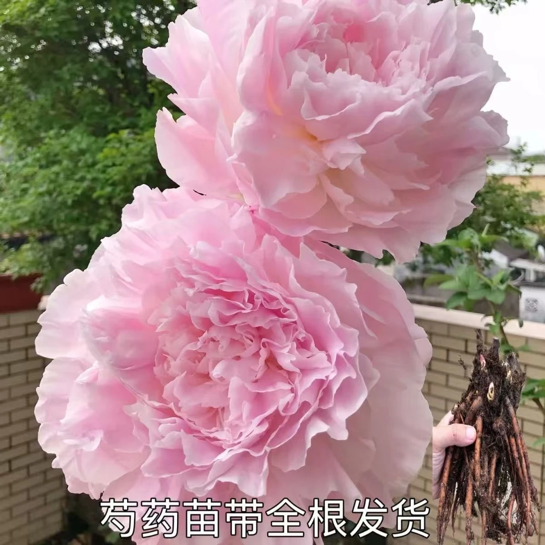 芍药【玉雪山】粉色系千层阁台型大花芍药 基地直发原棵苗