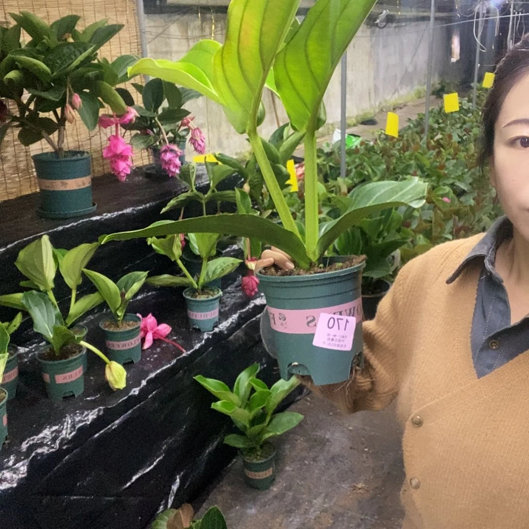 木本植物阿*木本花卉170叶损