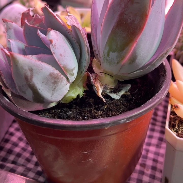 广寒宫三头老桩多肉植物