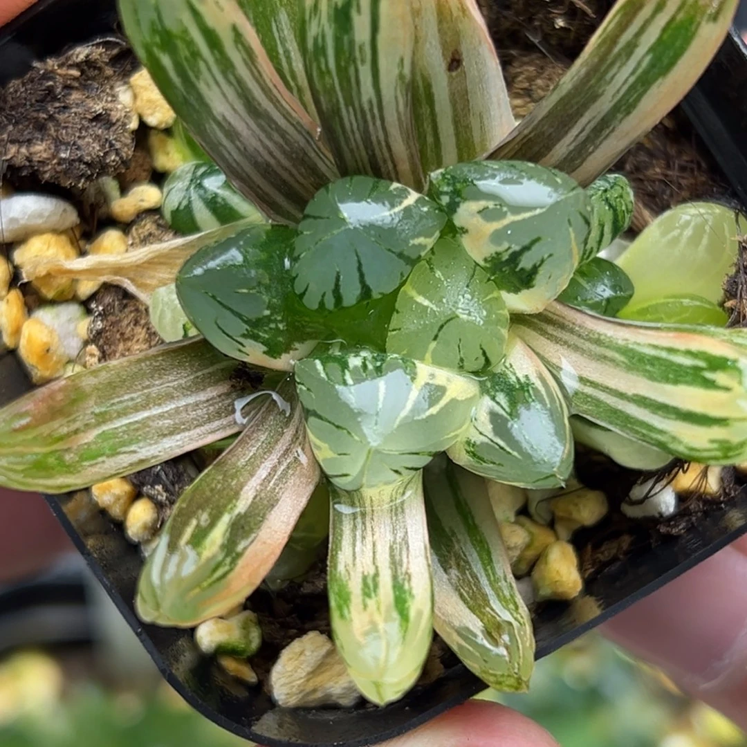 30残雪玉露锦。。。。。。