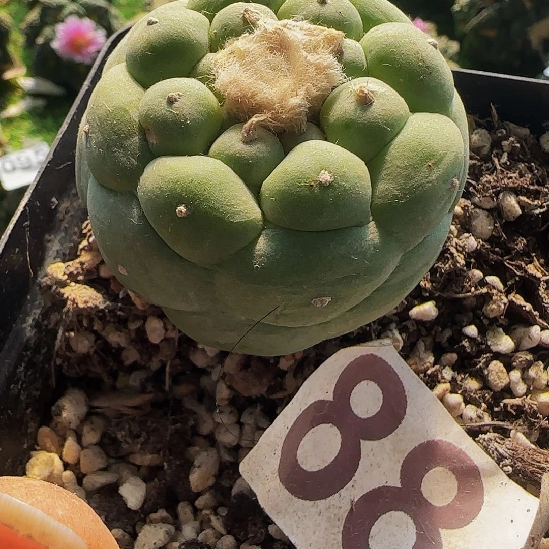 自根佛头884仙人球