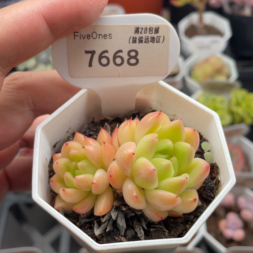 晴空珍妮7668-5.5厘米