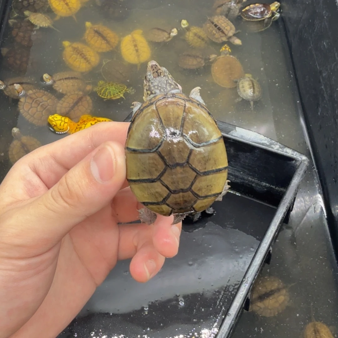 不分公母宠物龟东方瑕疵