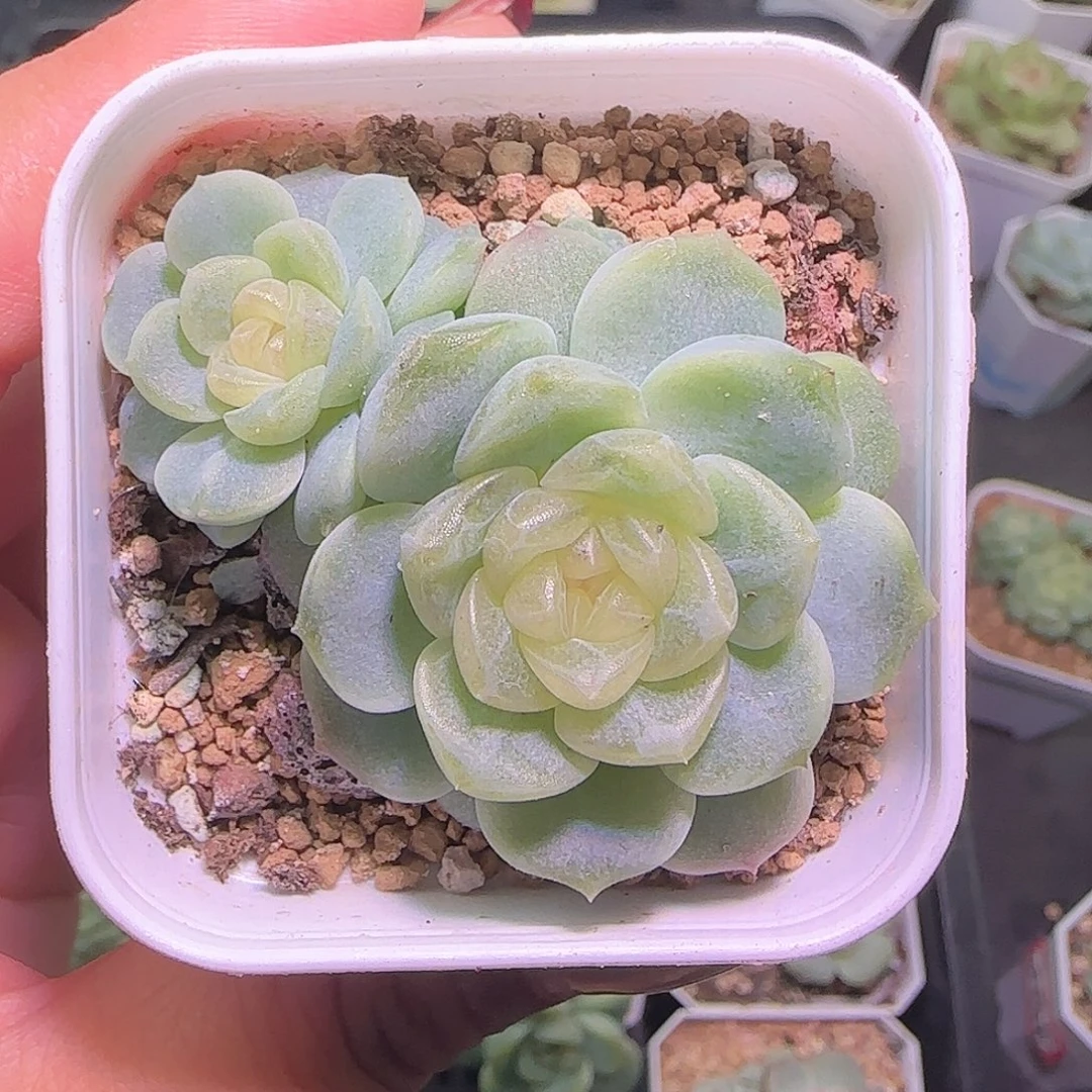 无尽灯多肉开播福利