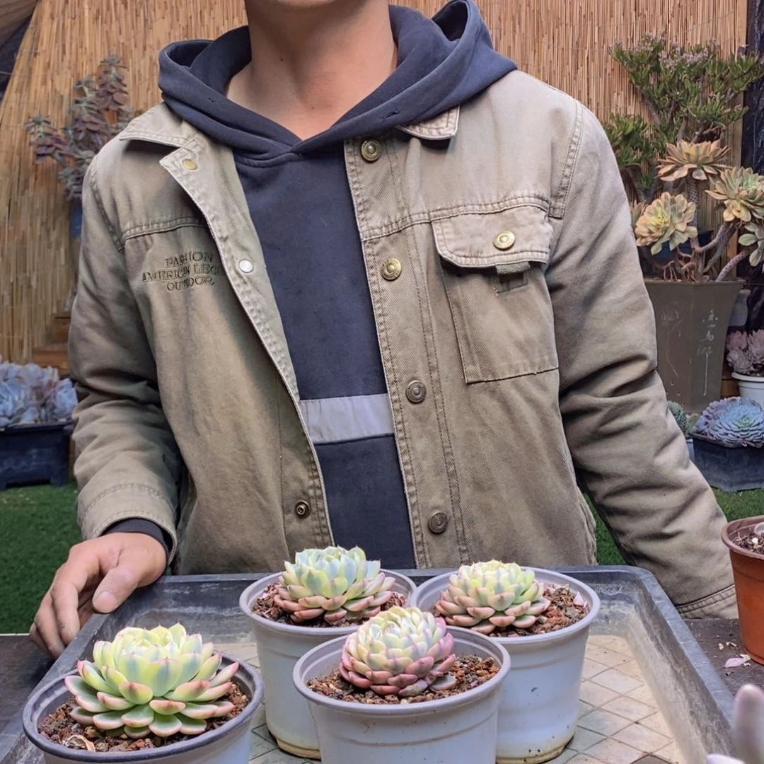 姬莲锦多肉植物7厘米发货