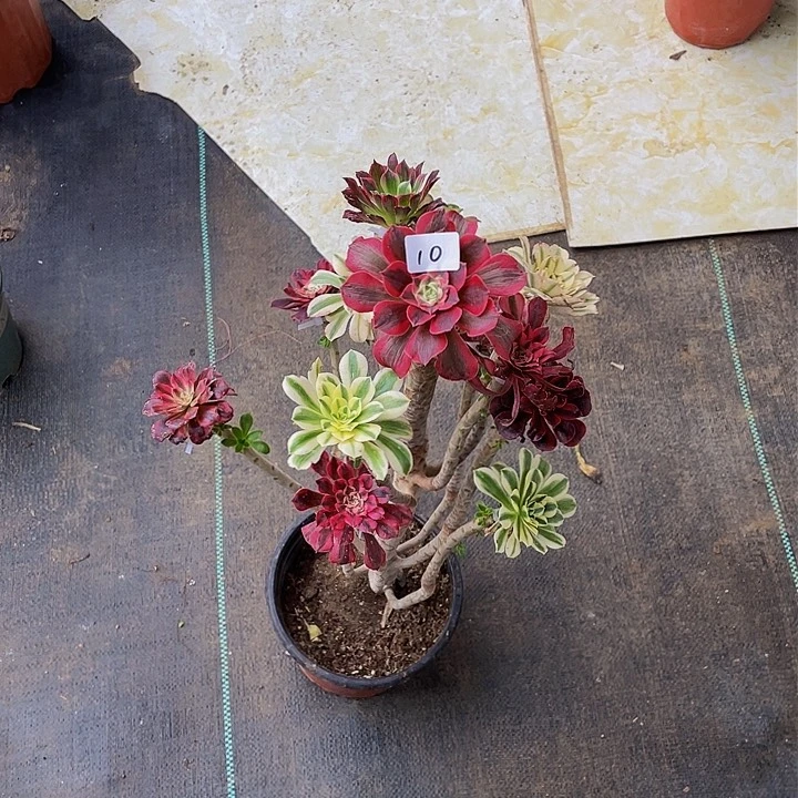 用****7架接法师一个10号