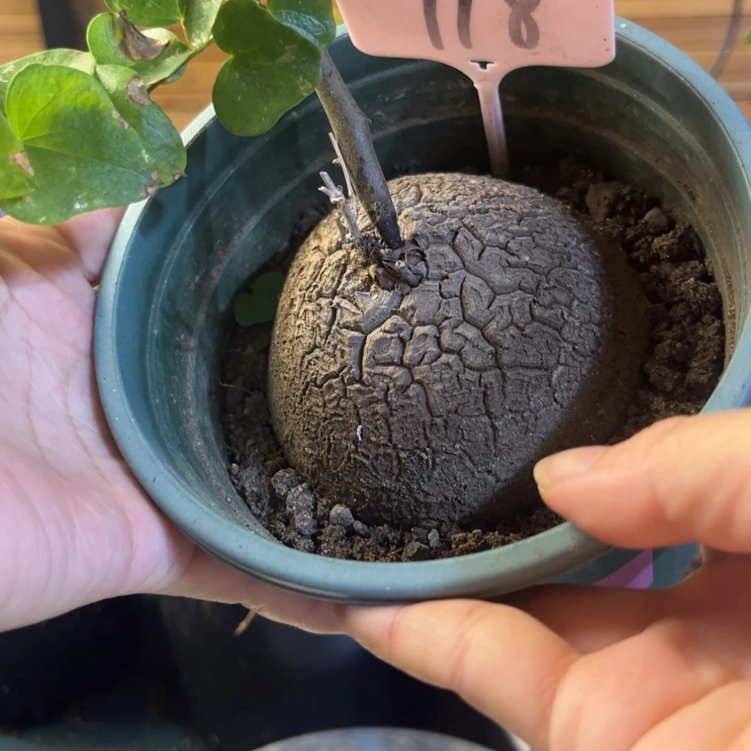 718龟甲龙12345678