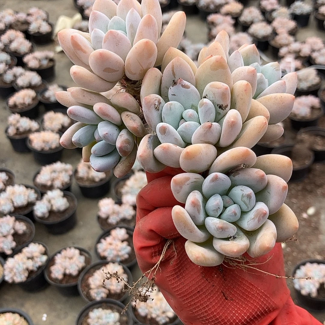 外播香水5随机发货