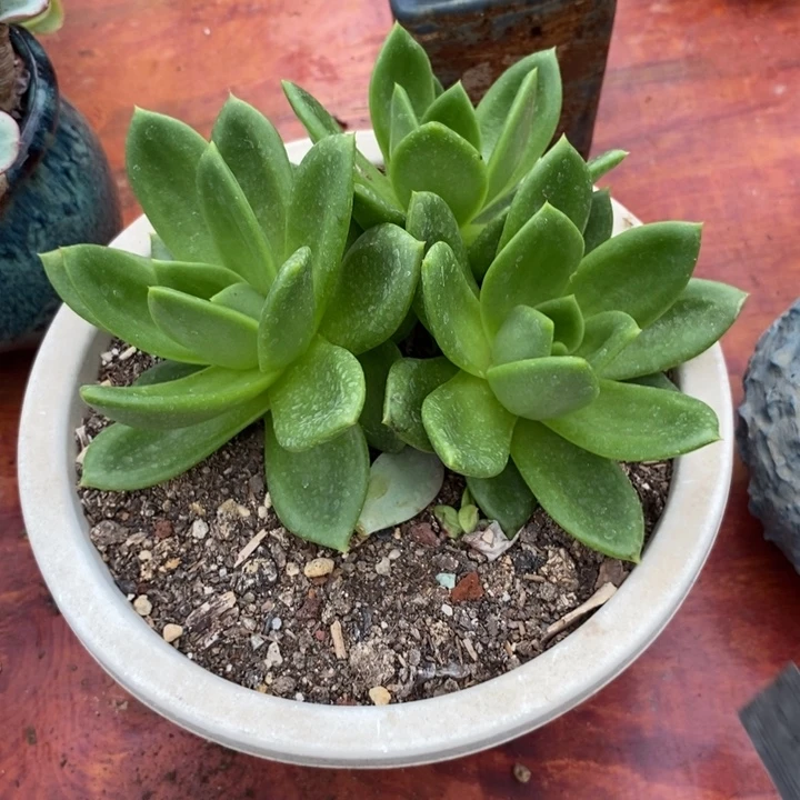 翠花整装无砍多肉
