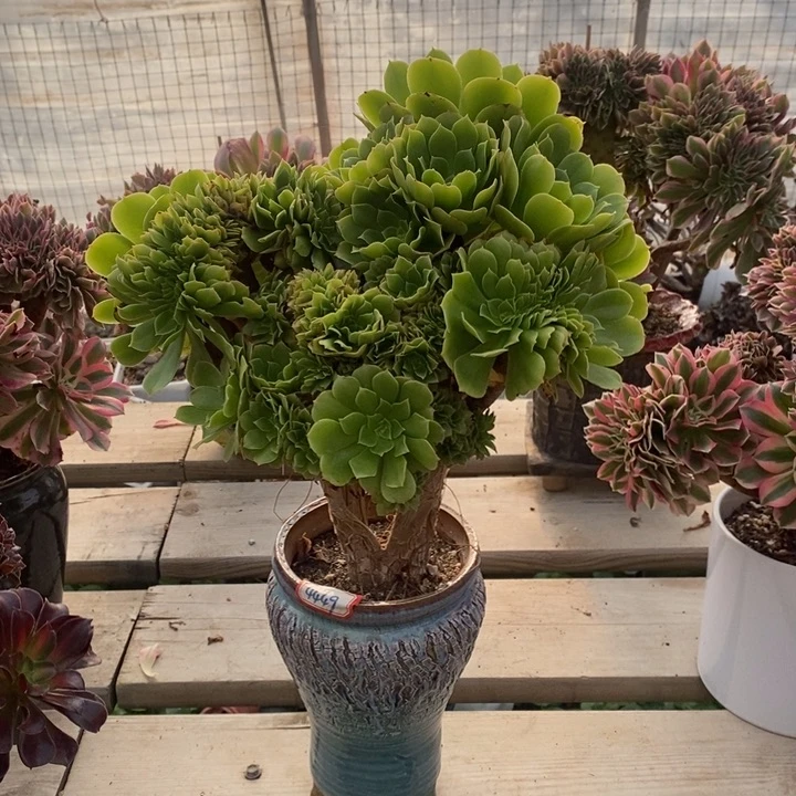 绿羊绒不带花盆脱土裸根发货