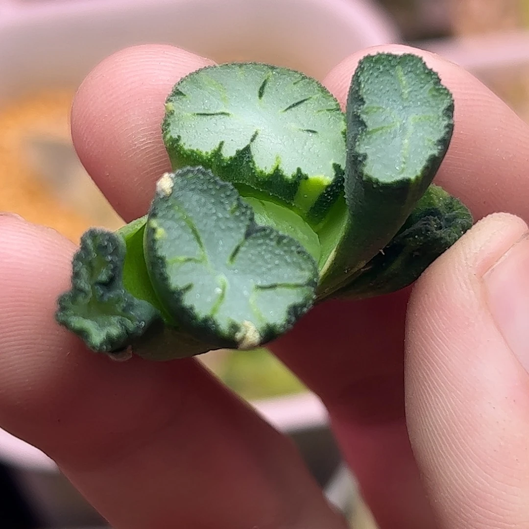 天照巨大化锦十二卷多肉植物