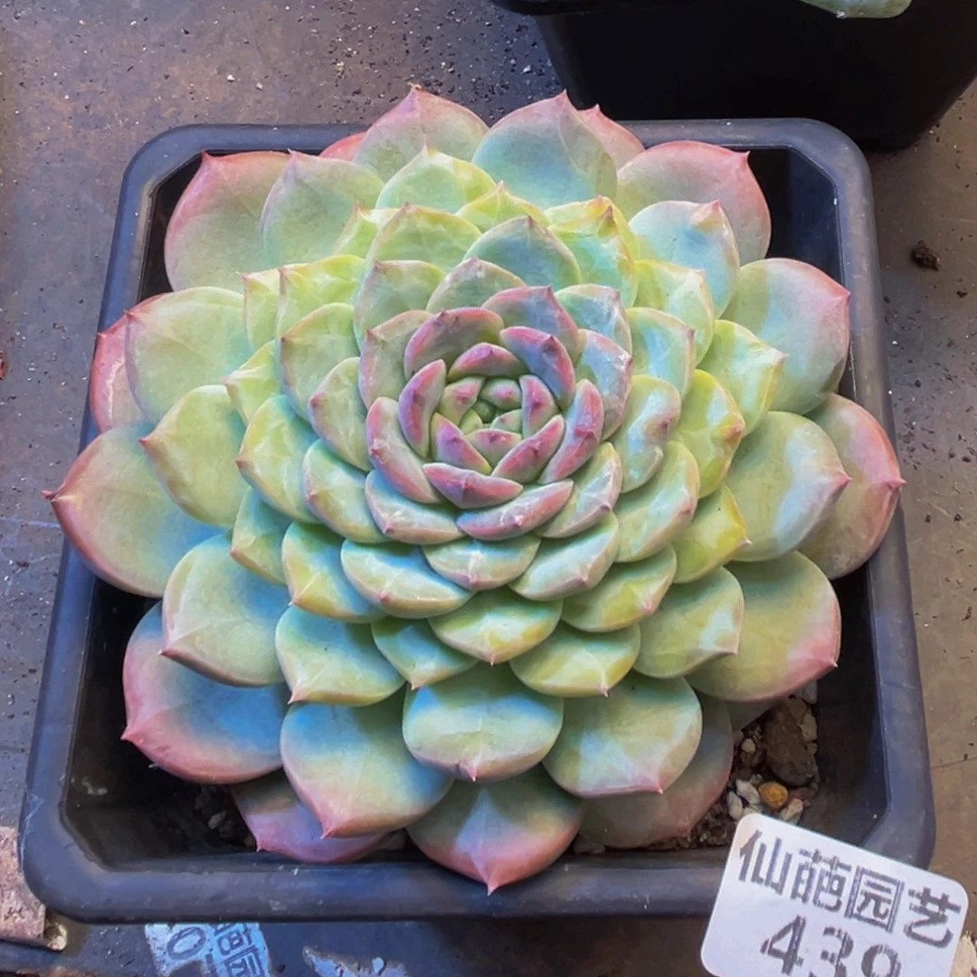 阴***天439多肉葡萄的价格是